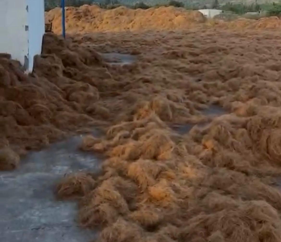 Loose Cocopeat